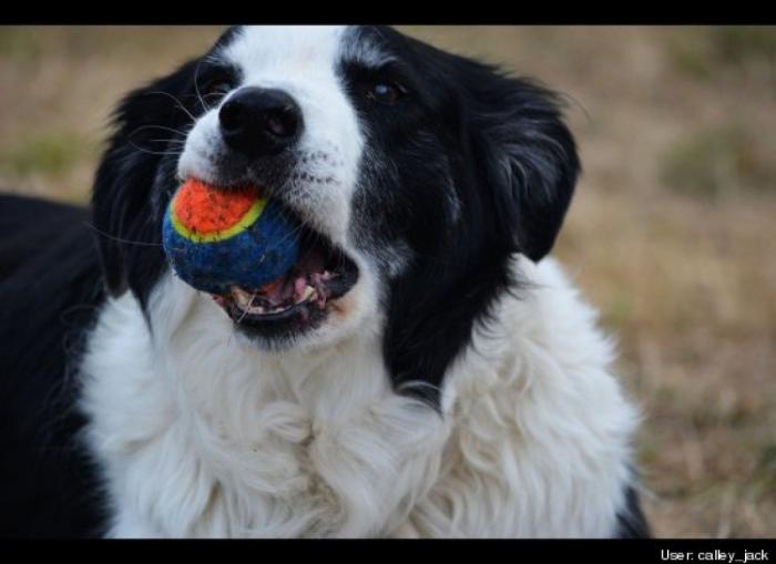 ¿Qué hacen un tigre o un león si les dejas una caja de cartón? El mejor vídeo de bichinos de la semana (VÍDEO)