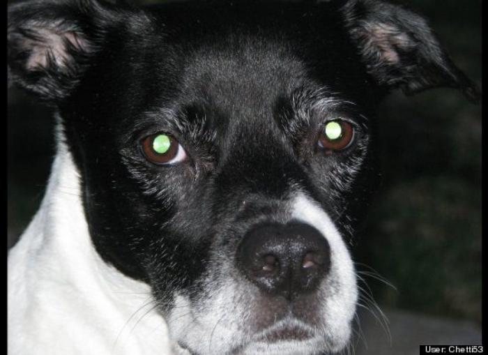 ¿Qué hacen un tigre o un león si les dejas una caja de cartón? El mejor vídeo de bichinos de la semana (VÍDEO)