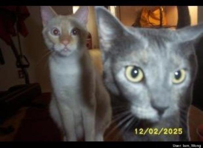 ¿Qué hacen un tigre o un león si les dejas una caja de cartón? El mejor vídeo de bichinos de la semana (VÍDEO)