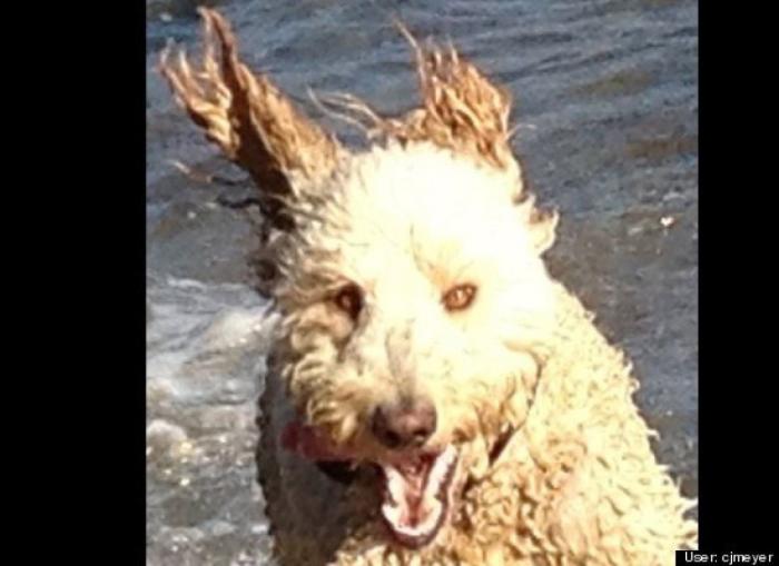 ¿Qué hacen un tigre o un león si les dejas una caja de cartón? El mejor vídeo de bichinos de la semana (VÍDEO)