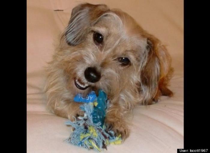 ¿Qué hacen un tigre o un león si les dejas una caja de cartón? El mejor vídeo de bichinos de la semana (VÍDEO)