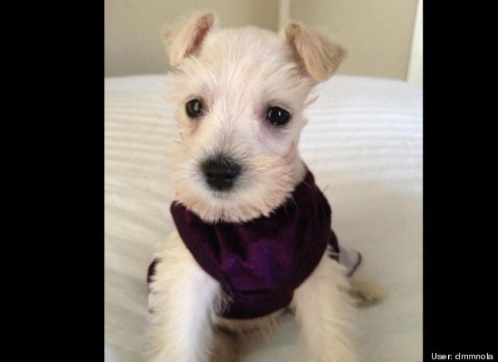 ¿Qué hacen un tigre o un león si les dejas una caja de cartón? El mejor vídeo de bichinos de la semana (VÍDEO)