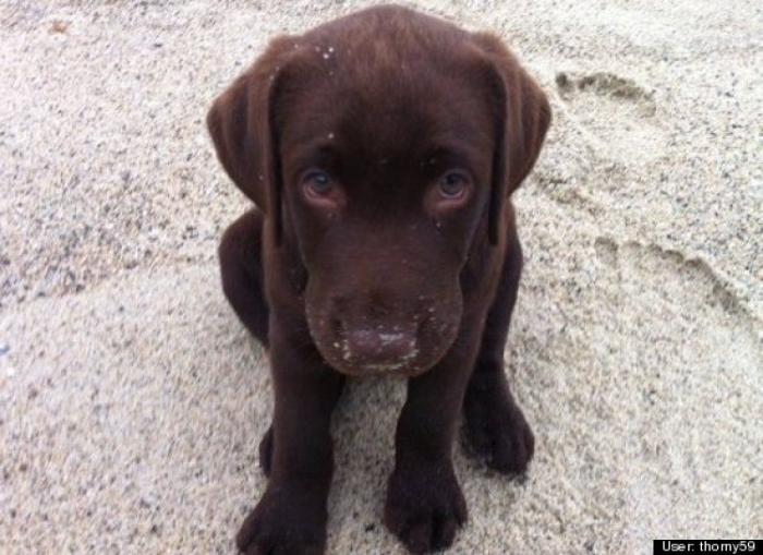 ¿Qué hacen un tigre o un león si les dejas una caja de cartón? El mejor vídeo de bichinos de la semana (VÍDEO)