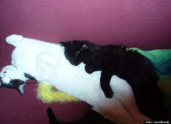 ¿Qué hacen un tigre o un león si les dejas una caja de cartón? El mejor vídeo de bichinos de la semana (VÍDEO)