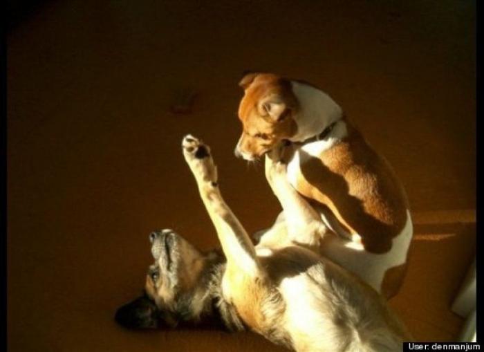 ¿Qué hacen un tigre o un león si les dejas una caja de cartón? El mejor vídeo de bichinos de la semana (VÍDEO)