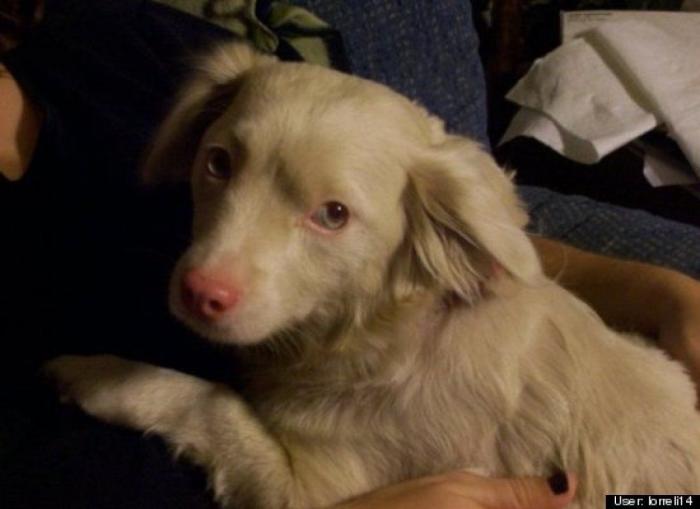 ¿Qué hacen un tigre o un león si les dejas una caja de cartón? El mejor vídeo de bichinos de la semana (VÍDEO)