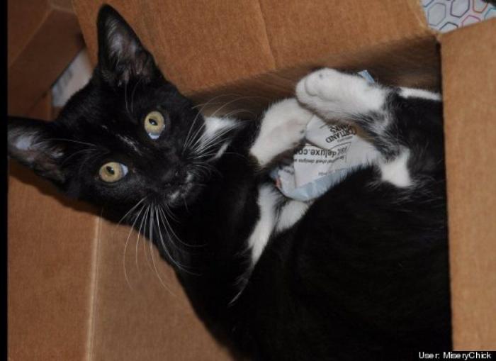 ¿Qué hacen un tigre o un león si les dejas una caja de cartón? El mejor vídeo de bichinos de la semana (VÍDEO)