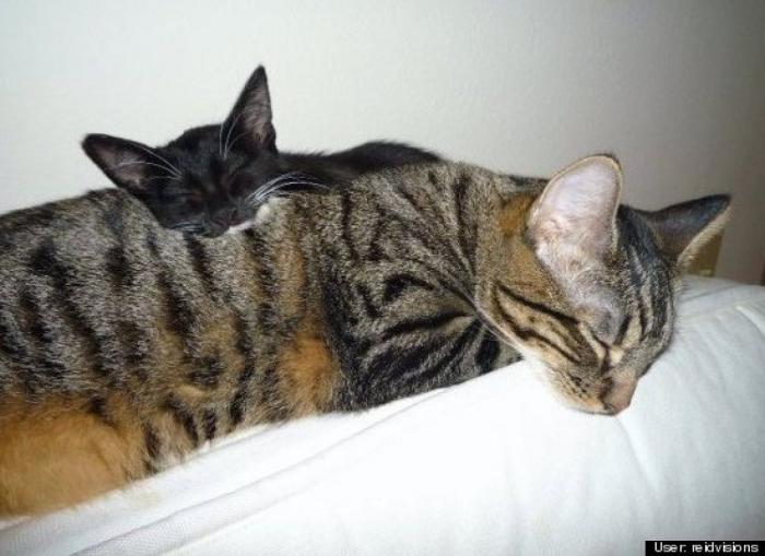 ¿Qué hacen un tigre o un león si les dejas una caja de cartón? El mejor vídeo de bichinos de la semana (VÍDEO)