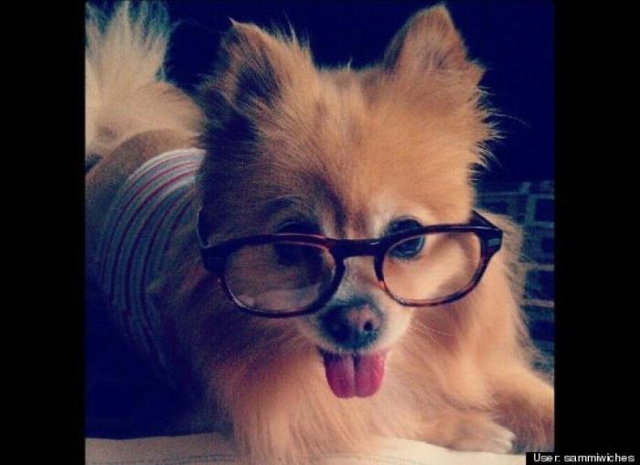 ¿Qué hacen un tigre o un león si les dejas una caja de cartón? El mejor vídeo de bichinos de la semana (VÍDEO)