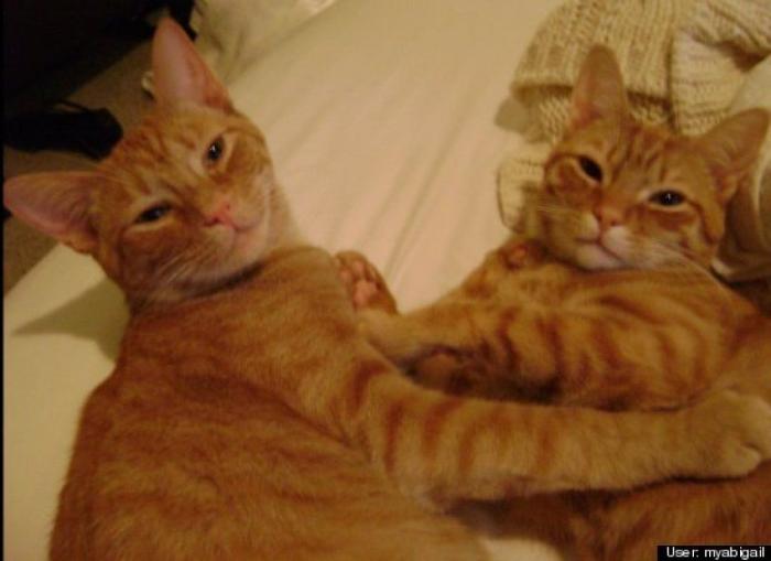 ¿Qué hacen un tigre o un león si les dejas una caja de cartón? El mejor vídeo de bichinos de la semana (VÍDEO)