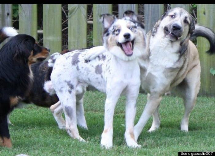 ¿Qué hacen un tigre o un león si les dejas una caja de cartón? El mejor vídeo de bichinos de la semana (VÍDEO)