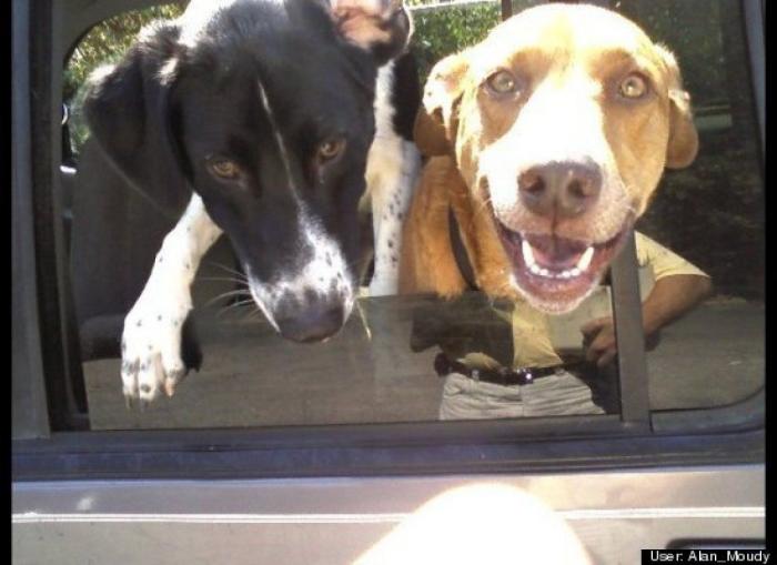 ¿Qué hacen un tigre o un león si les dejas una caja de cartón? El mejor vídeo de bichinos de la semana (VÍDEO)