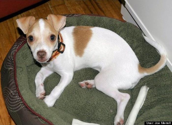 ¿Qué hacen un tigre o un león si les dejas una caja de cartón? El mejor vídeo de bichinos de la semana (VÍDEO)