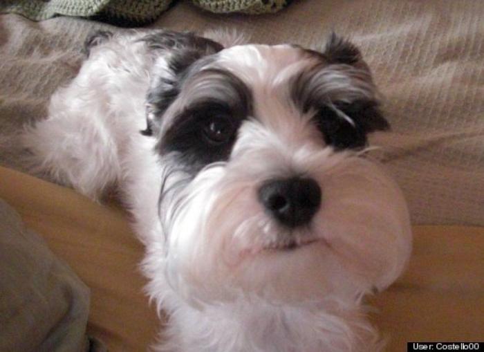 ¿Qué hacen un tigre o un león si les dejas una caja de cartón? El mejor vídeo de bichinos de la semana (VÍDEO)