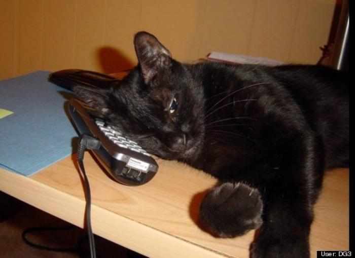 ¿Qué hacen un tigre o un león si les dejas una caja de cartón? El mejor vídeo de bichinos de la semana (VÍDEO)