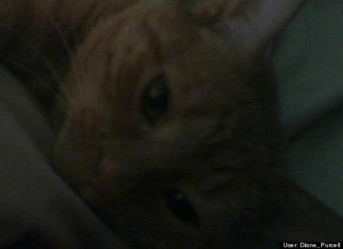 ¿Qué hacen un tigre o un león si les dejas una caja de cartón? El mejor vídeo de bichinos de la semana (VÍDEO)