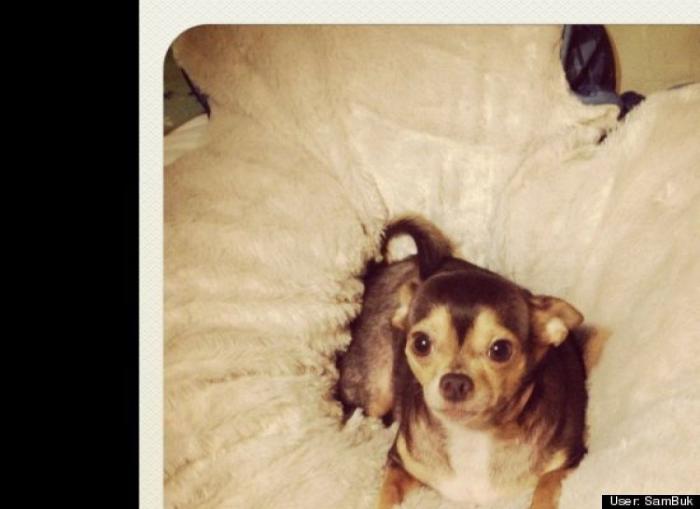 ¿Qué hacen un tigre o un león si les dejas una caja de cartón? El mejor vídeo de bichinos de la semana (VÍDEO)