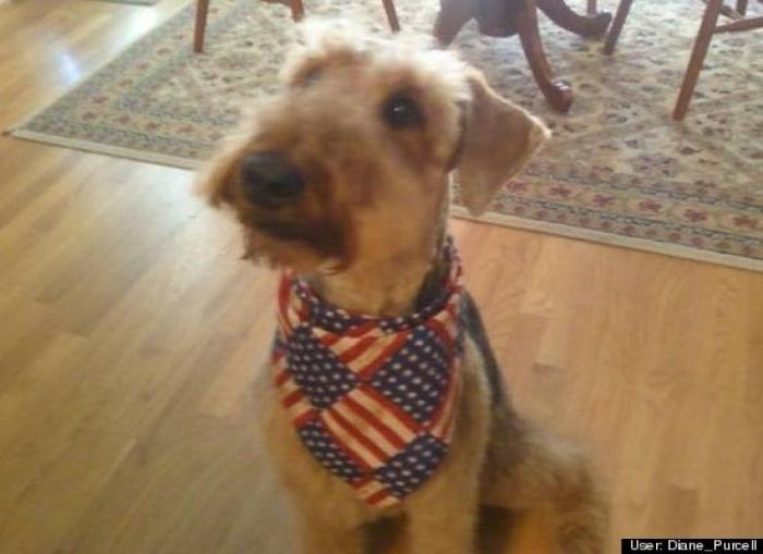 ¿Qué hacen un tigre o un león si les dejas una caja de cartón? El mejor vídeo de bichinos de la semana (VÍDEO)