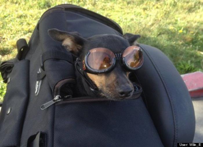 ¿Qué hacen un tigre o un león si les dejas una caja de cartón? El mejor vídeo de bichinos de la semana (VÍDEO)