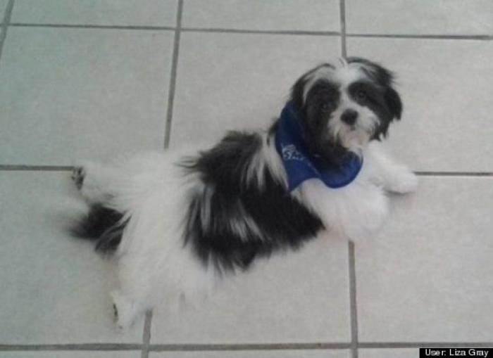 ¿Qué hacen un tigre o un león si les dejas una caja de cartón? El mejor vídeo de bichinos de la semana (VÍDEO)