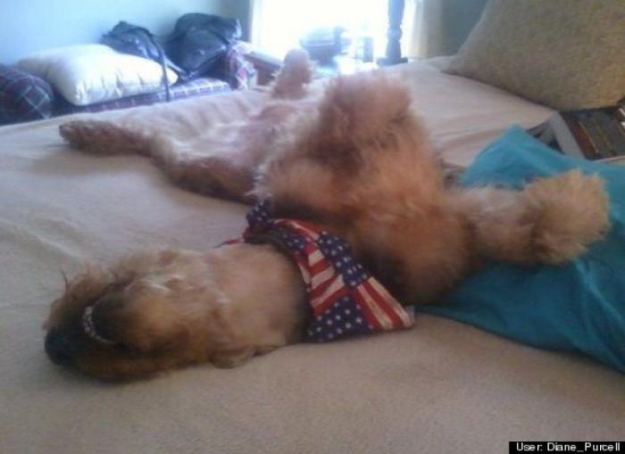 ¿Qué hacen un tigre o un león si les dejas una caja de cartón? El mejor vídeo de bichinos de la semana (VÍDEO)