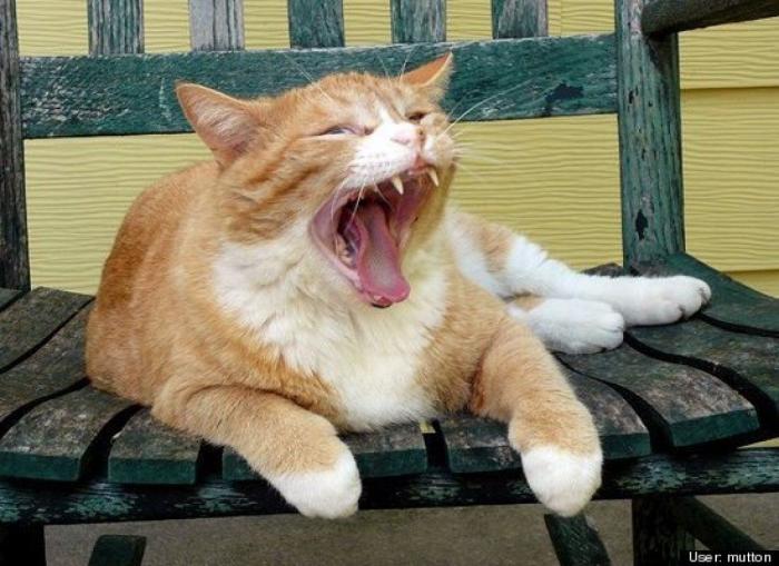 ¿Qué hacen un tigre o un león si les dejas una caja de cartón? El mejor vídeo de bichinos de la semana (VÍDEO)