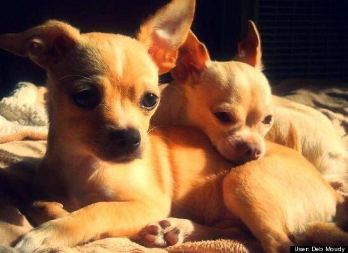 ¿Qué hacen un tigre o un león si les dejas una caja de cartón? El mejor vídeo de bichinos de la semana (VÍDEO)