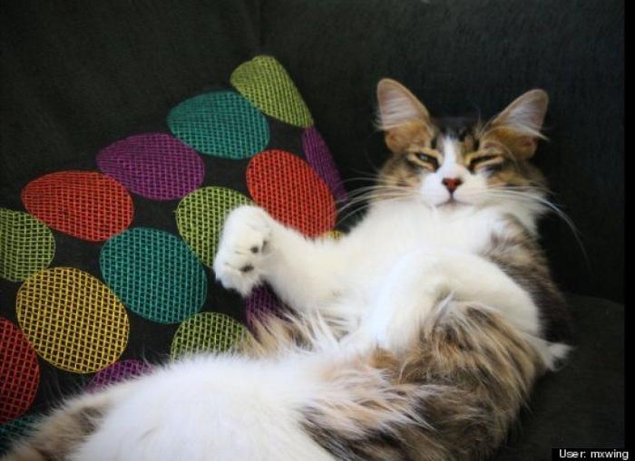 ¿Qué hacen un tigre o un león si les dejas una caja de cartón? El mejor vídeo de bichinos de la semana (VÍDEO)