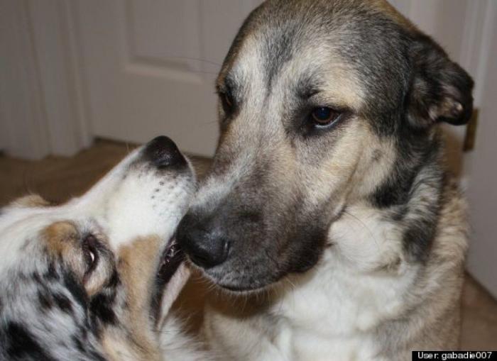¿Qué hacen un tigre o un león si les dejas una caja de cartón? El mejor vídeo de bichinos de la semana (VÍDEO)