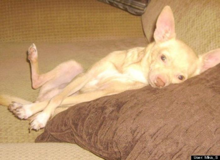 ¿Qué hacen un tigre o un león si les dejas una caja de cartón? El mejor vídeo de bichinos de la semana (VÍDEO)