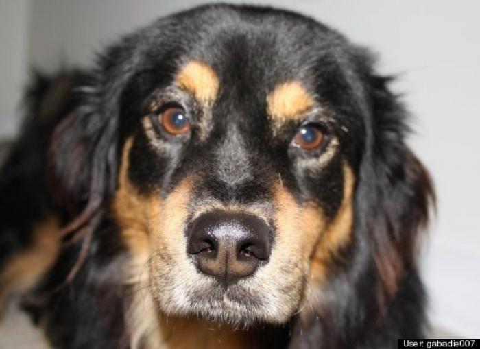 ¿Qué hacen un tigre o un león si les dejas una caja de cartón? El mejor vídeo de bichinos de la semana (VÍDEO)