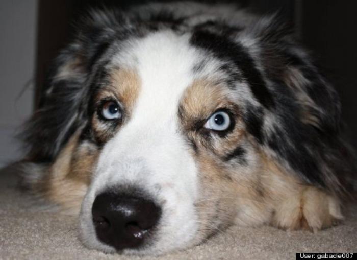 ¿Qué hacen un tigre o un león si les dejas una caja de cartón? El mejor vídeo de bichinos de la semana (VÍDEO)