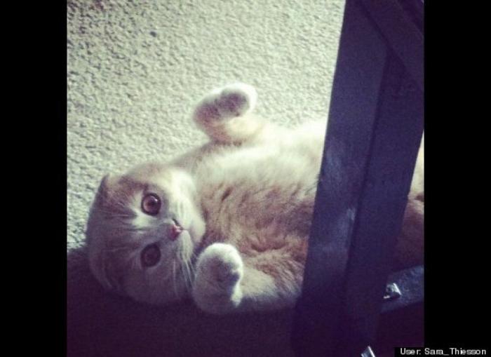 ¿Qué hacen un tigre o un león si les dejas una caja de cartón? El mejor vídeo de bichinos de la semana (VÍDEO)