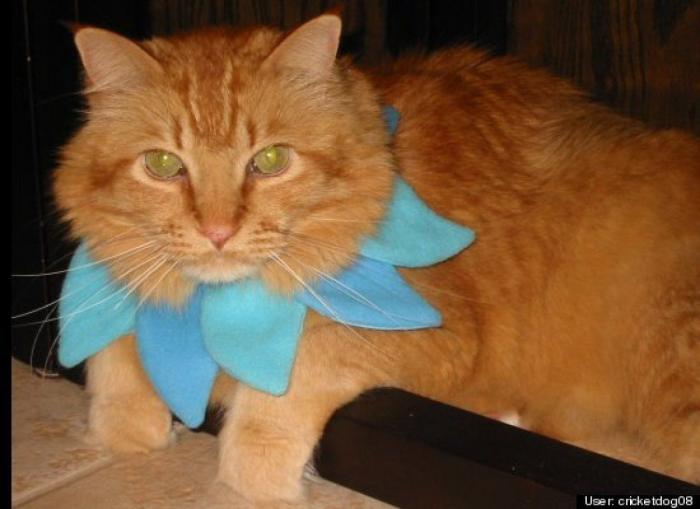 ¿Qué hacen un tigre o un león si les dejas una caja de cartón? El mejor vídeo de bichinos de la semana (VÍDEO)