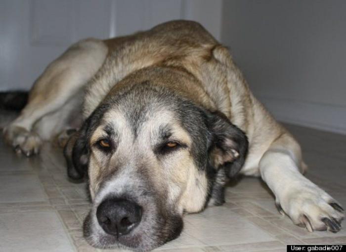 ¿Qué hacen un tigre o un león si les dejas una caja de cartón? El mejor vídeo de bichinos de la semana (VÍDEO)