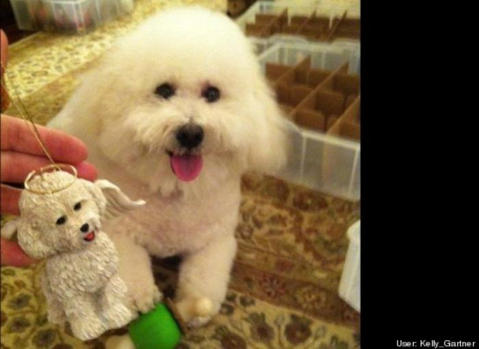 ¿Qué hacen un tigre o un león si les dejas una caja de cartón? El mejor vídeo de bichinos de la semana (VÍDEO)