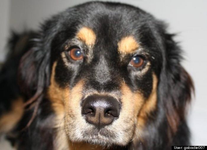 ¿Qué hacen un tigre o un león si les dejas una caja de cartón? El mejor vídeo de bichinos de la semana (VÍDEO)