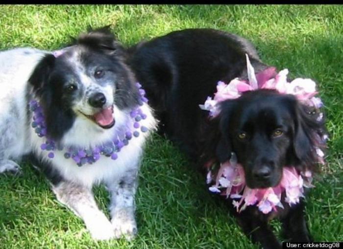 ¿Qué hacen un tigre o un león si les dejas una caja de cartón? El mejor vídeo de bichinos de la semana (VÍDEO)