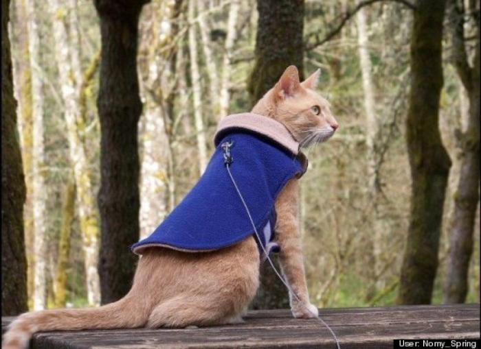 ¿Qué hacen un tigre o un león si les dejas una caja de cartón? El mejor vídeo de bichinos de la semana (VÍDEO)