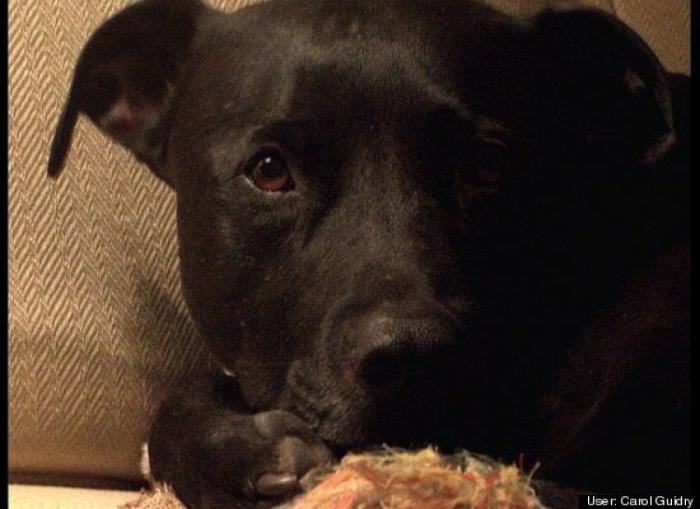 ¿Qué hacen un tigre o un león si les dejas una caja de cartón? El mejor vídeo de bichinos de la semana (VÍDEO)