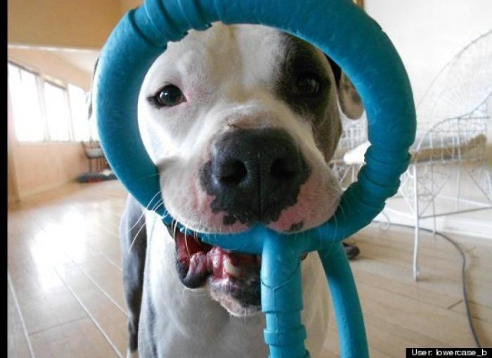 ¿Qué hacen un tigre o un león si les dejas una caja de cartón? El mejor vídeo de bichinos de la semana (VÍDEO)