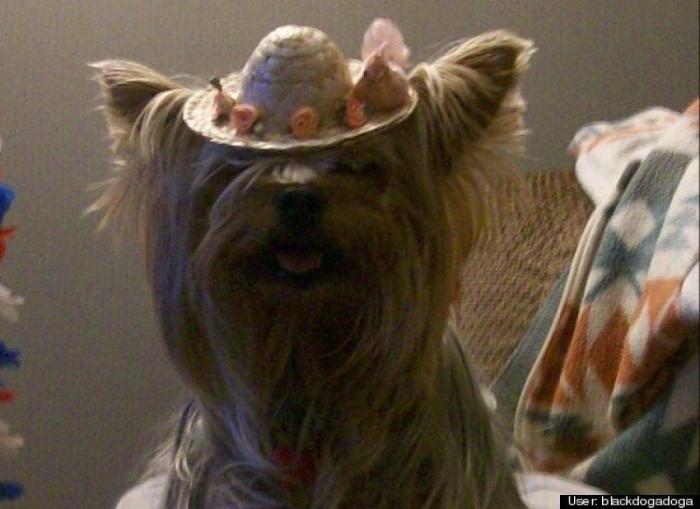 ¿Qué hacen un tigre o un león si les dejas una caja de cartón? El mejor vídeo de bichinos de la semana (VÍDEO)