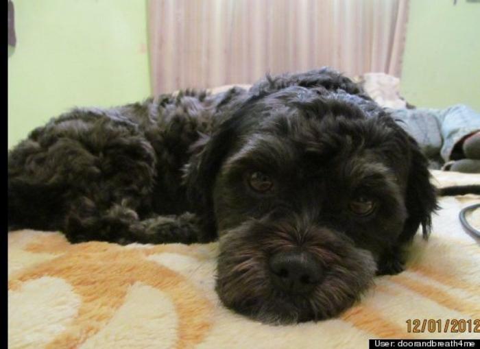 ¿Qué hacen un tigre o un león si les dejas una caja de cartón? El mejor vídeo de bichinos de la semana (VÍDEO)