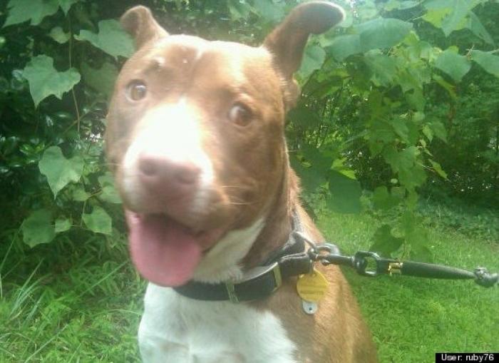 ¿Qué hacen un tigre o un león si les dejas una caja de cartón? El mejor vídeo de bichinos de la semana (VÍDEO)