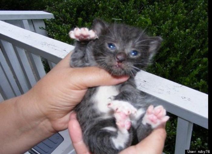 ¿Qué hacen un tigre o un león si les dejas una caja de cartón? El mejor vídeo de bichinos de la semana (VÍDEO)