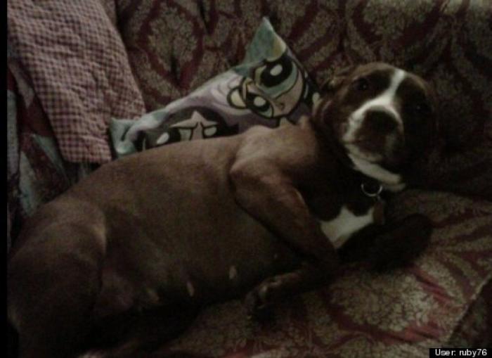 ¿Qué hacen un tigre o un león si les dejas una caja de cartón? El mejor vídeo de bichinos de la semana (VÍDEO)