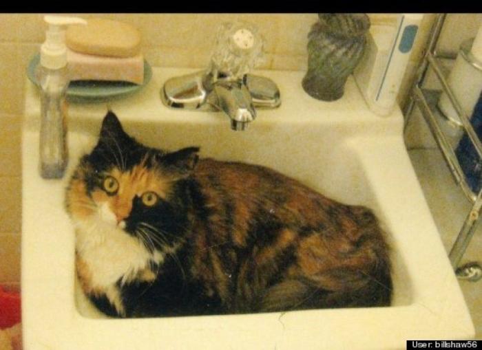 ¿Qué hacen un tigre o un león si les dejas una caja de cartón? El mejor vídeo de bichinos de la semana (VÍDEO)