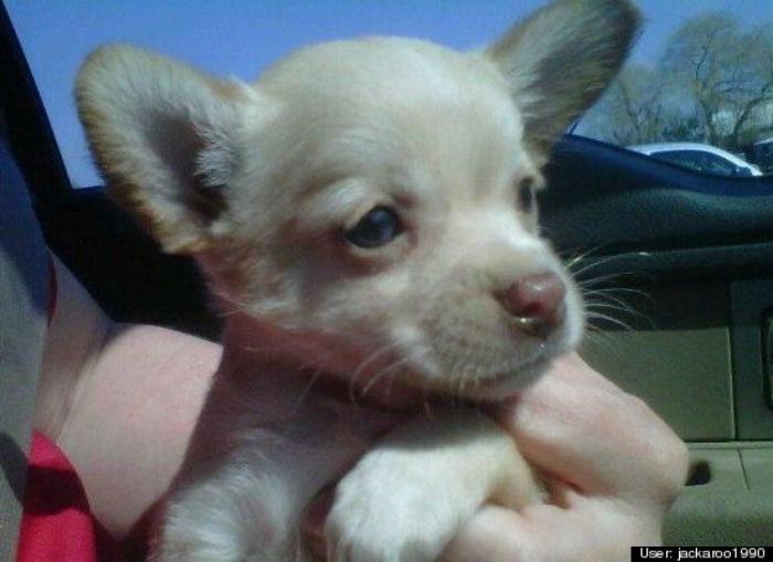 ¿Qué hacen un tigre o un león si les dejas una caja de cartón? El mejor vídeo de bichinos de la semana (VÍDEO)