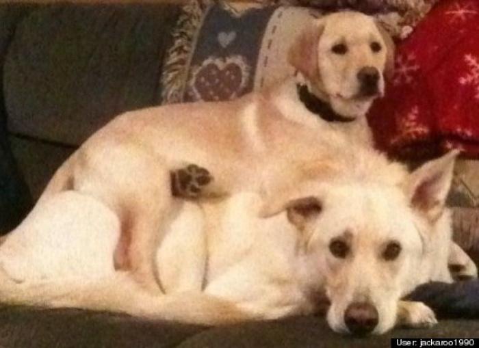 ¿Qué hacen un tigre o un león si les dejas una caja de cartón? El mejor vídeo de bichinos de la semana (VÍDEO)