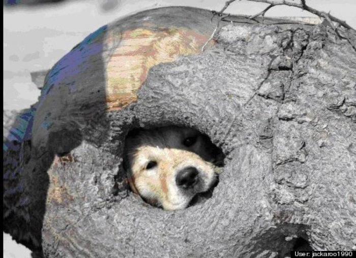 ¿Qué hacen un tigre o un león si les dejas una caja de cartón? El mejor vídeo de bichinos de la semana (VÍDEO)